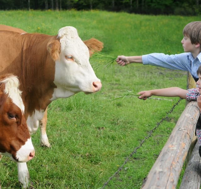 Zwei Weiden-Kühe werden gefüttert im Sommerurlaub in Mayrhofen im Zillertal