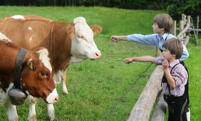 Zwei Weiden-Kühe werden gefüttert im Sommerurlaub in Mayrhofen im Zillertal